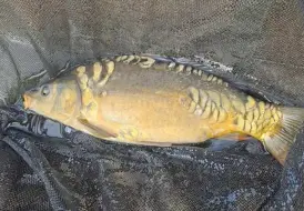Carp in net.jpg 70