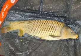 Fishing Wrangle.jpg 71