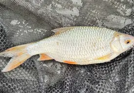 Roach.jpg 5